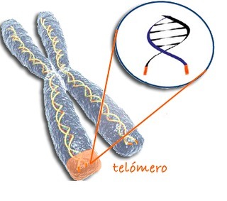 telómero